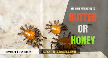 Sweet or Savory: Unraveling the Mystery of Ants' Attraction to Butter and Honey
