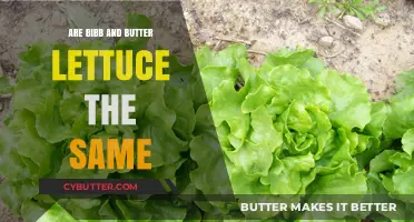 Unveiling the Truth: Bibb vs. Butter Lettuce - A Culinary Comparison