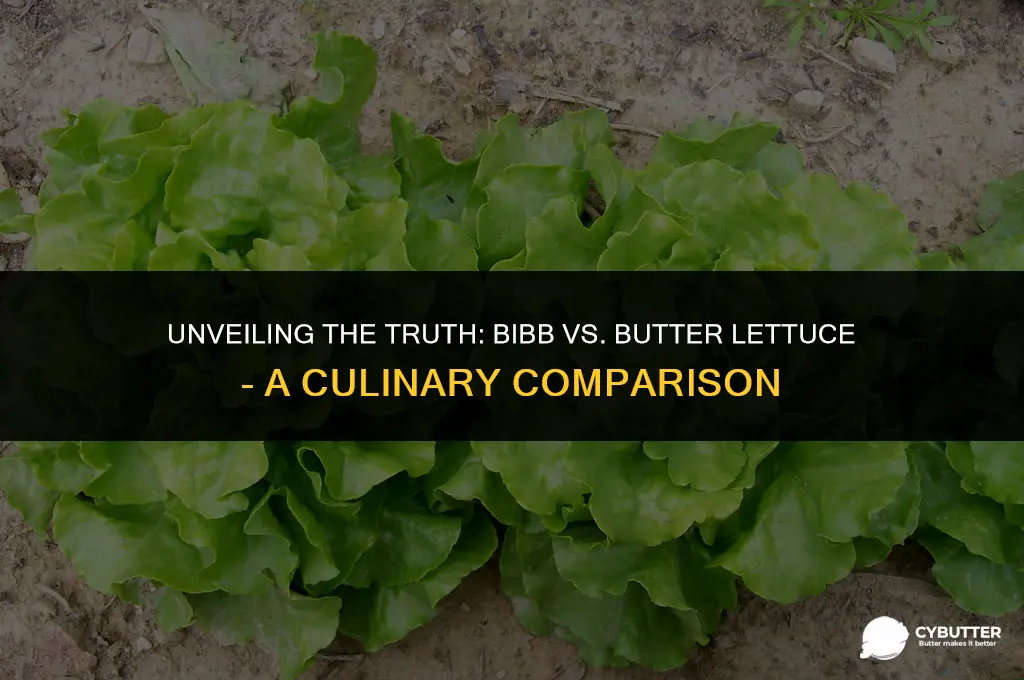 are bibb and butter lettuce the same