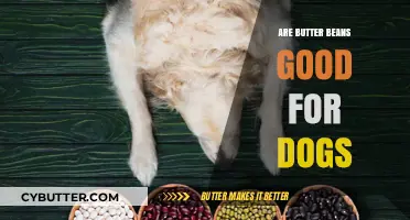 Can Dogs Eat Butter Beans? Benefits, Risks, and Serving Tips