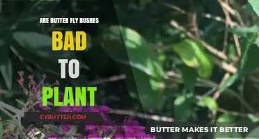 The Truth About Butterfly Bushes: Are They Really Bad to Plant?