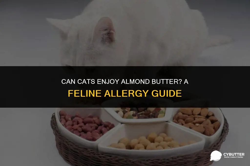 are cats allergic to a miond butter