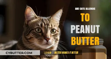 Exploring Feline Allergies: The Truth About Cats and Peanut Butter
