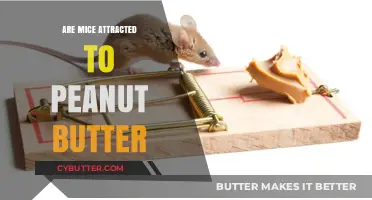 The Surprising Truth: Peanut Butter's Allure to Mice Explained
