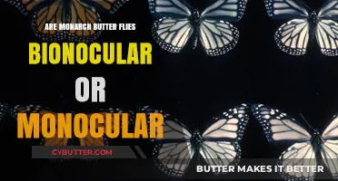 Exploring the Vision of Monarch Butterflies: Binocular or Monocular?