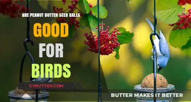 Peanut Butter Seed Balls: A Healthy Bird Treat or Not?