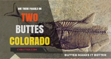 Exploring the Ancient Past: Fossils on Colorado's Twin Buttes