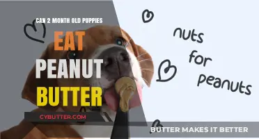 Peanut Butter for Puppies: A Nutritious Treat or a No-No?