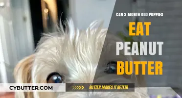 Peanut Butter for Puppies: A Nutritious Treat or a No-No?