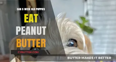 Peanut Butter for Puppies: A Nutritious Treat or a No-No?