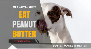 Peanut Butter for Puppies: A Nutritious Treat or a No-No?