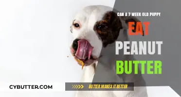 Peanut Butter for Puppies: A Nutritious Treat or a No-No?