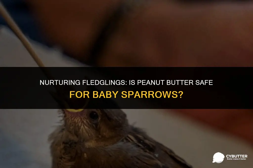 can a baby sparrow eat peanut butter