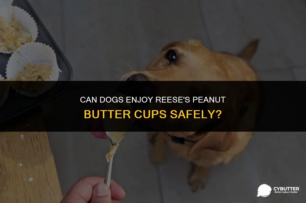 can a dog eat a reese