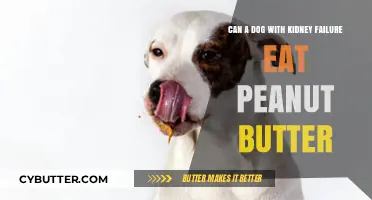 Peanut Butter for Dogs with Kidney Failure: Safe or Risky?