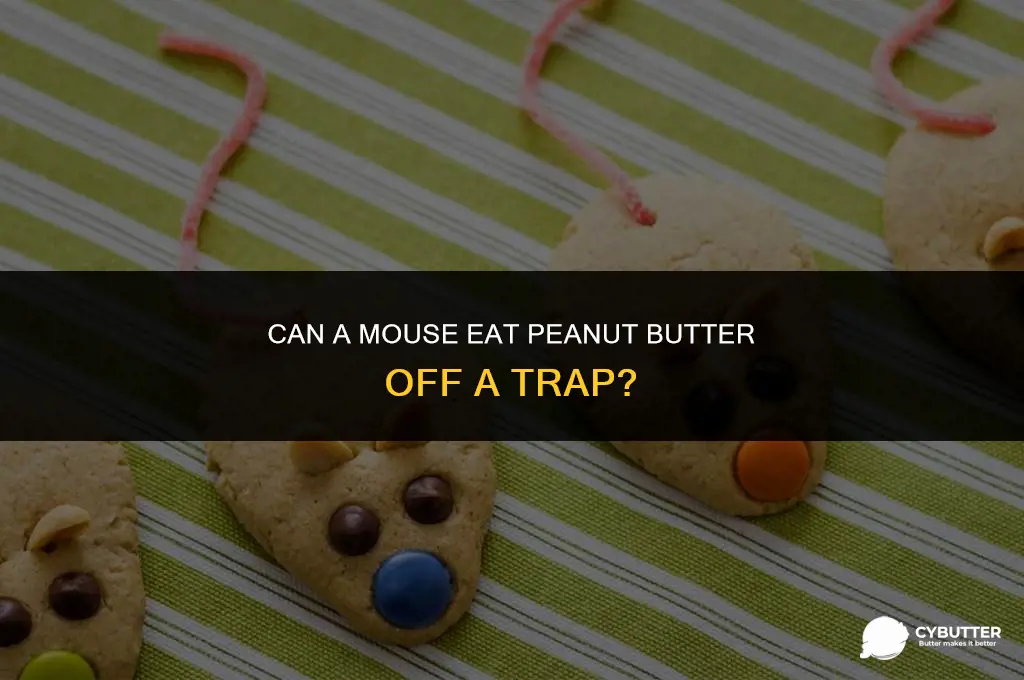 can a mouse eat peanut butter off trap