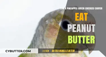 Can Pineapple Green Cheeked Conures Enjoy Peanut Butter Safely?