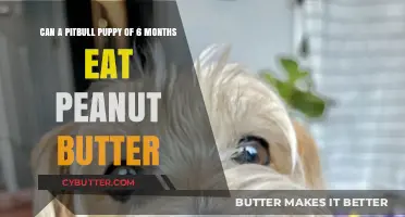 Peanut Butter for Puppies: A Nutritious Treat or a No-No?