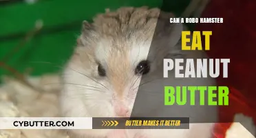 Robo Hamster Diet: Is Peanut Butter a Safe Treat?