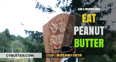 Woodpecker's Delight: Exploring Their Love for Peanut Butter