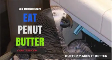 Peanut Butter: A Nutritious Treat for African Grey Parrots?