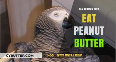 Peanut Butter: A Nutritious Treat for African Grey Parrots?