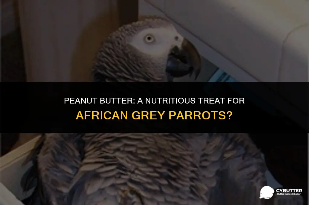 can african grey eat peanut butter