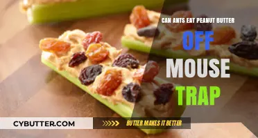 Ants' Peanut Butter Predicament: Mouse Trap Misadventures