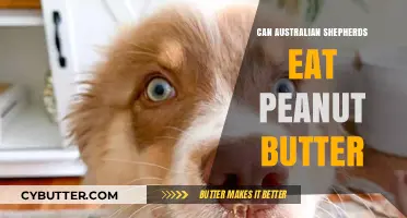 Peanut Butter for Australian Shepherds: A Nutritious Treat or Not?