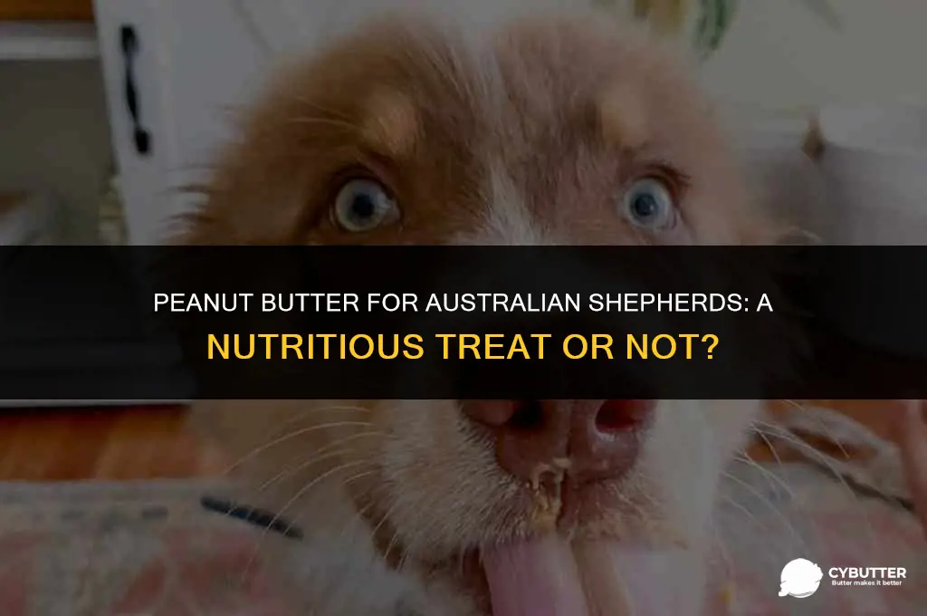 can australian shepherds eat peanut butter