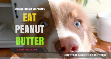 Peanut Butter Treats: A Healthy Snack for Australian Shepherds?