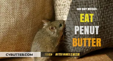 Tiny Taste Buds: Can Baby Mice Safely Enjoy Peanut Butter?