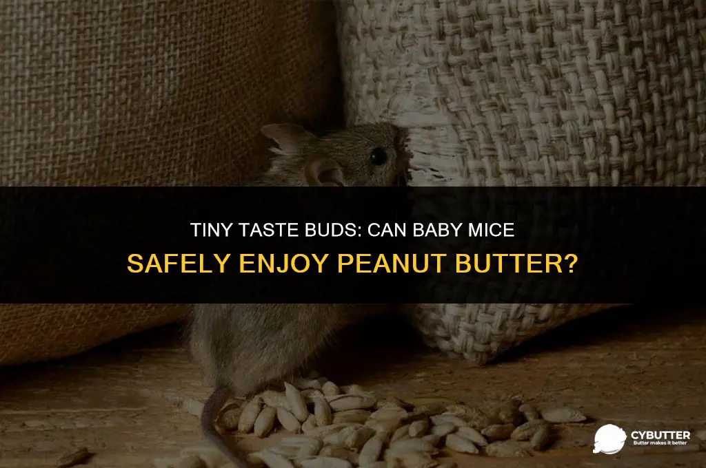 can baby mouses eat penut butter