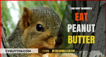 Nutty Nourishment: Is Peanut Butter Safe for Baby Squirrels?