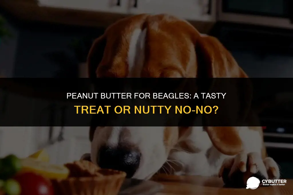 can beagles eat peanut butter