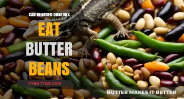 Can Bearded Dragons Enjoy Butter Beans? A Nutritional Insight