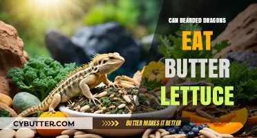 Can Bearded Dragons Munch on Butter Lettuce? A Nutritional Guide