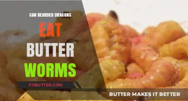 Can Bearded Dragons Eat Butter Worms? A Complete Guide