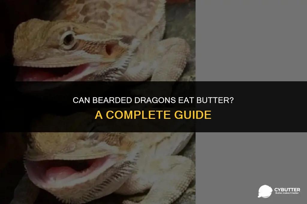 can bearded dragons eat butter