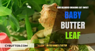 Can Bearded Dragons Enjoy Sweet Baby Butter Leaf?