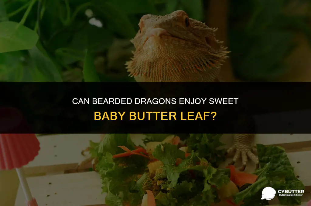 can bearded dragons eat sweet baby butter leaf
