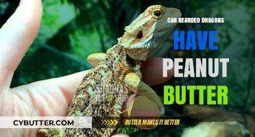 Can Bearded Dragons Enjoy Peanut Butter? A Nutty Debate