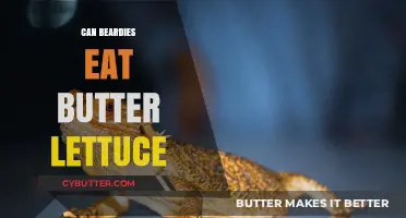 Can Beardies Munch on Butter Lettuce? A Healthy Treat or Not?