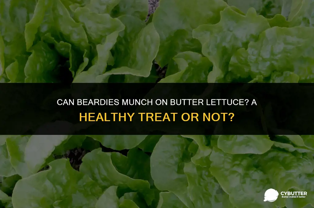 can beardies eat butter lettuce