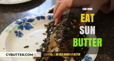 Sunny Delights: Can Birds Safely Enjoy Sun Butter?