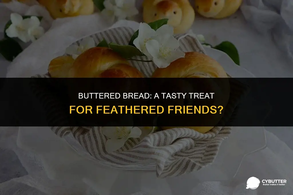 can birds eat bread with butter