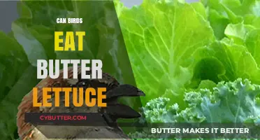 Feathered Friends and Fresh Greens: Can Birds Enjoy Butter Lettuce?