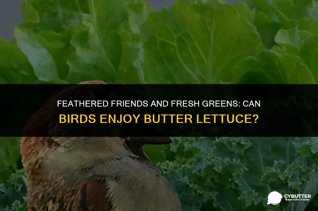 can birds eat butter lettuce