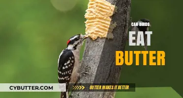 Feathered Friends and Fatty Spreads: Can Birds Indulge in Butter?