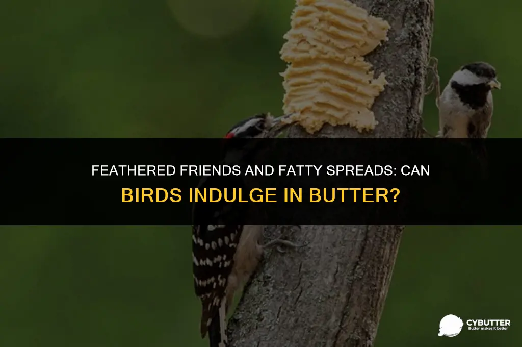 can birds eat butter
